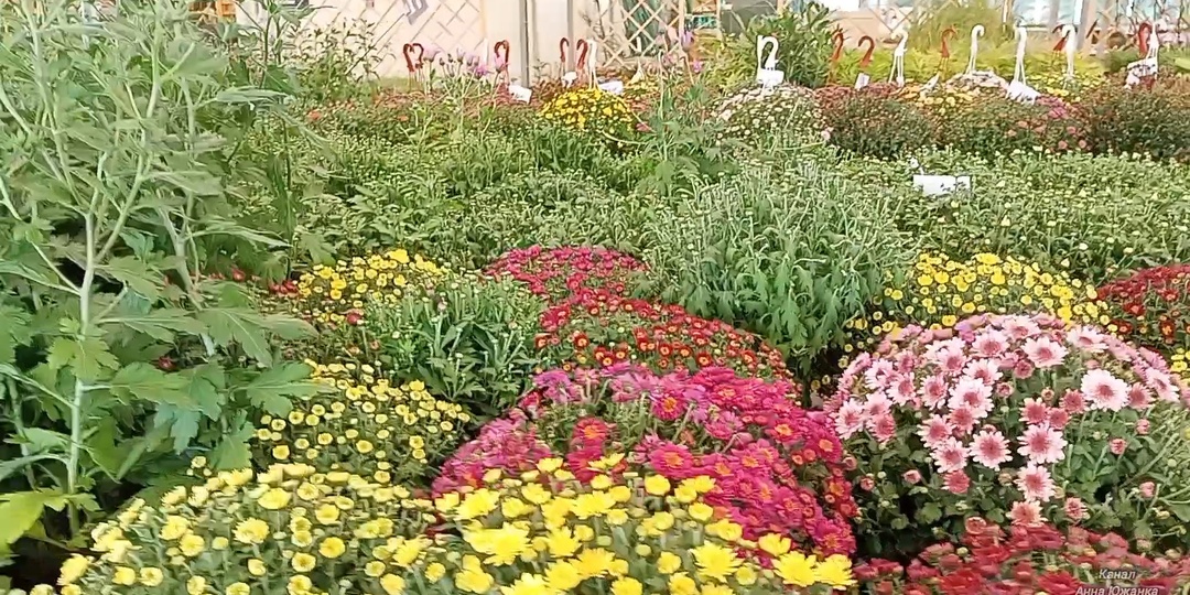 Садовый центр Лемана ПРО: обзор и покупки.