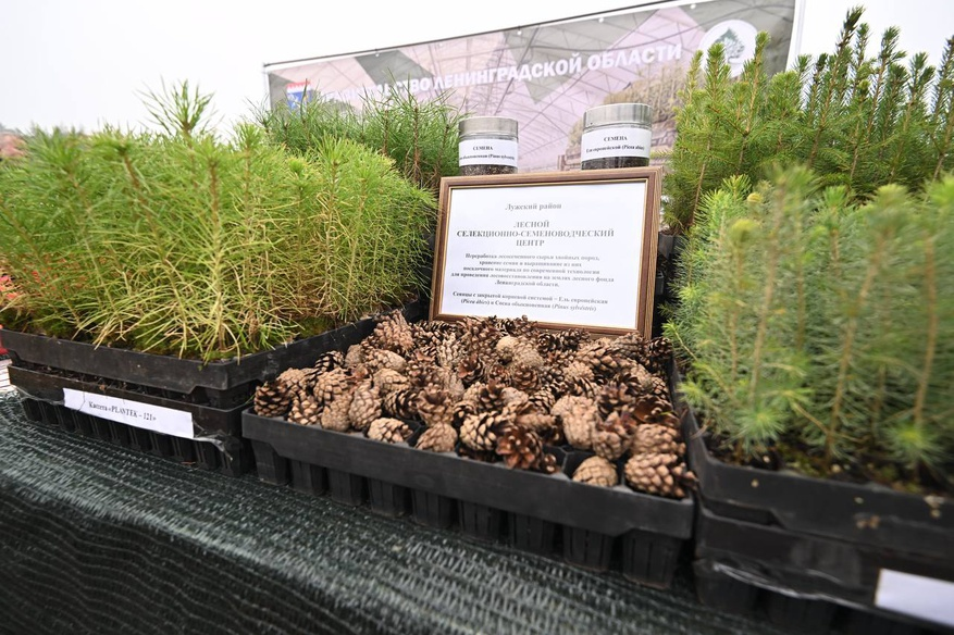 фото https://lenobl.ru/ru/dlya-smi/photo/7700/