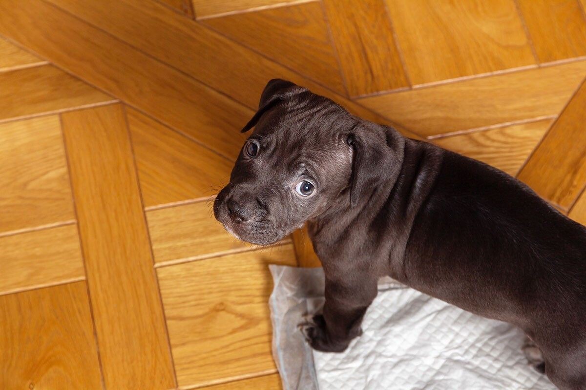 Не кричите на собаку, если она сходила в туалет не в то место. Так вы только усугубите проблему. Источник: Akintevs / Shutterstock / FOTODOM📷
