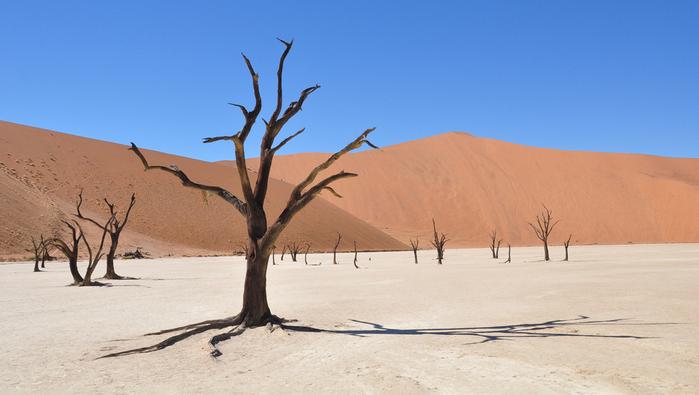     Фото: AA R/Shutterstock/FOTODOM