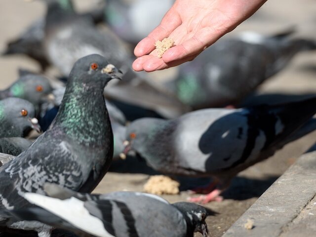    Фото: 123RF/kulkann75