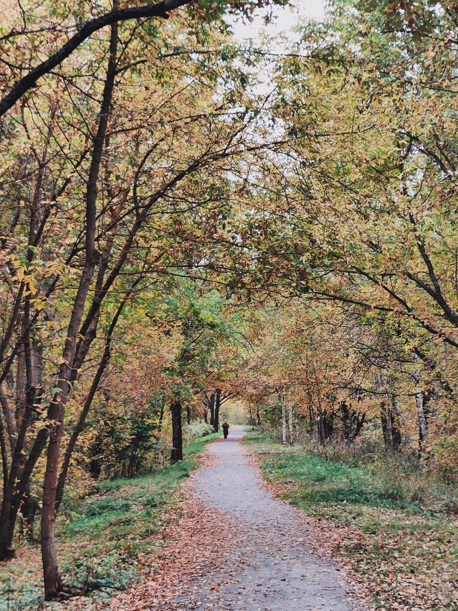   Дубовая аллея на Бурнаковской экотропе.