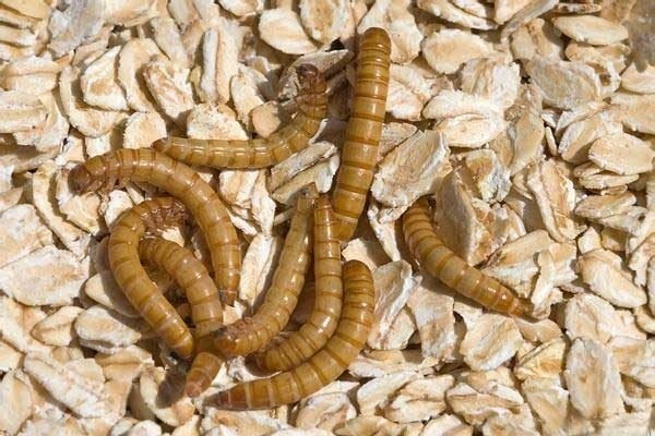 Неожиданный питомец: этот малыш может жить прямо у вас на столе!