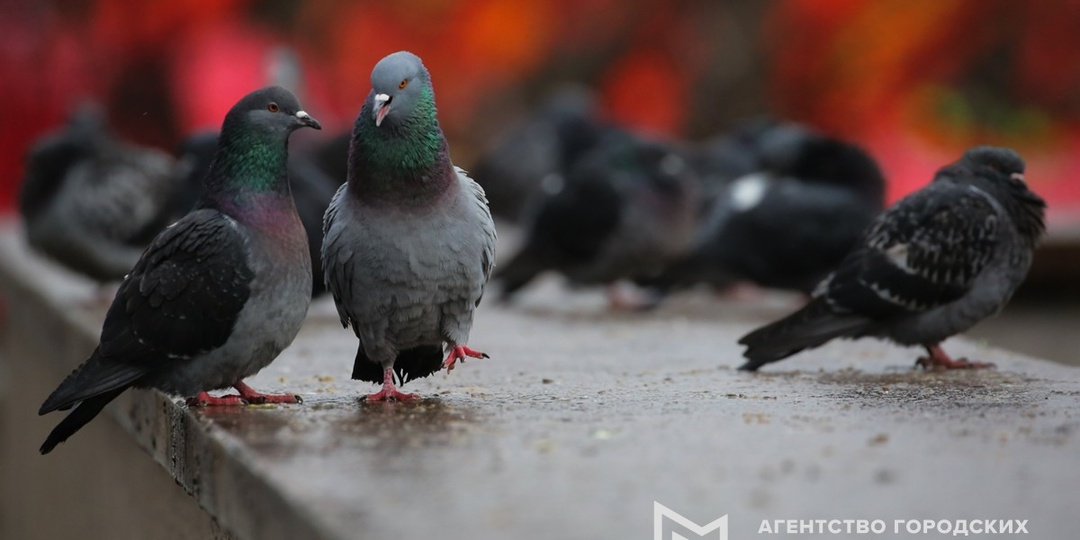Кормление птиц в городе может привести к штрафу до 500 тысяч рублей