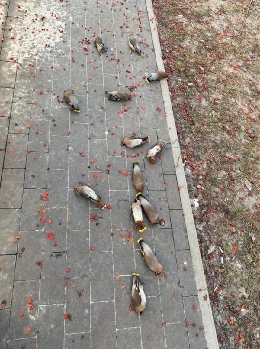 Стукнутые насмерть свиристели