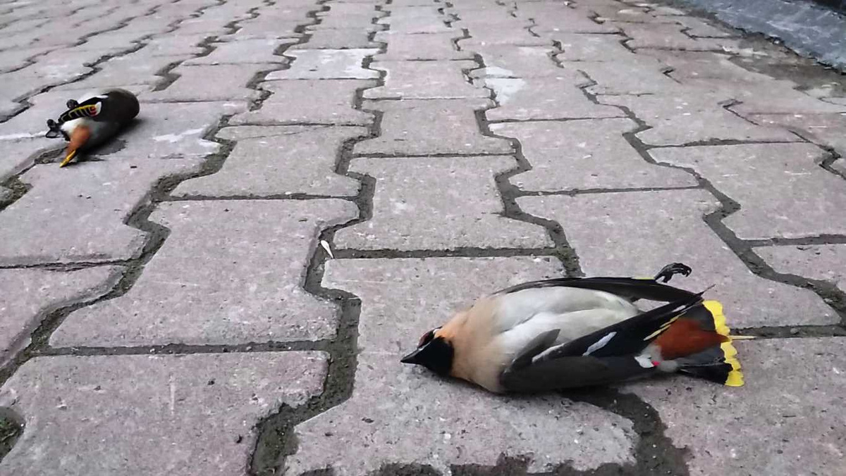 Стукнтуые насмерть свиристели