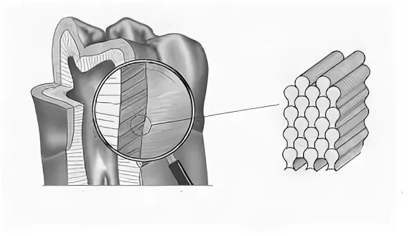 Эмаль под микроскопом, структурная единица эмали — эмалевая призма