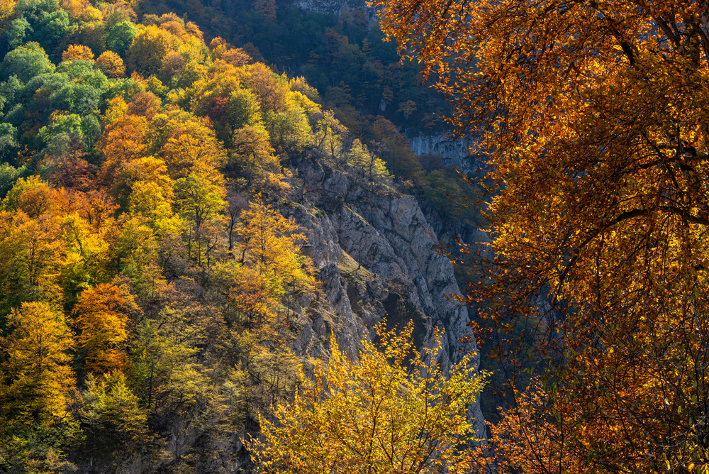 Деревья на скальных выступах Гудиалчайского каньона
