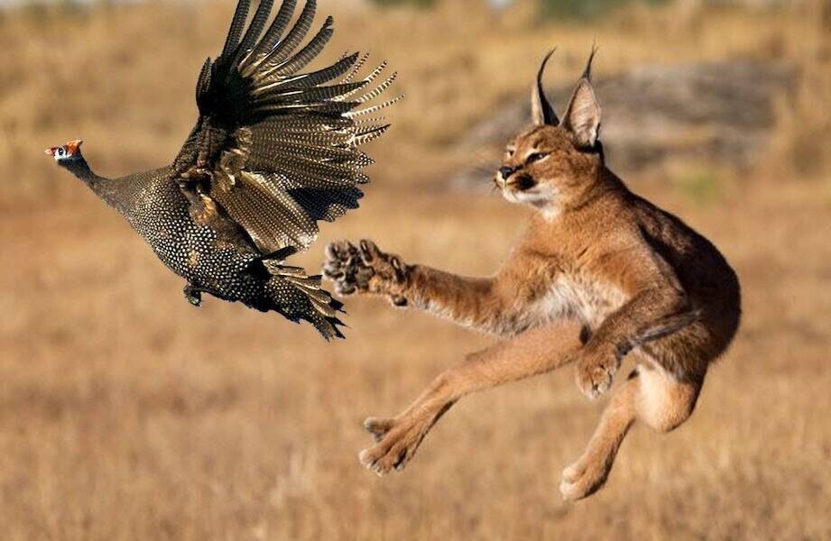 Грация и мощь дикой природы. В естественной среде каракал — непревзойденный охотник.