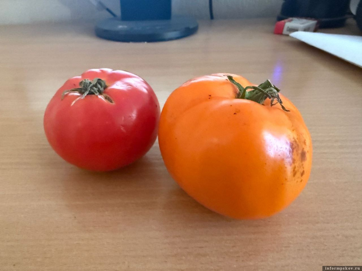 Фото здесь и далее: газета «Плюсский край»