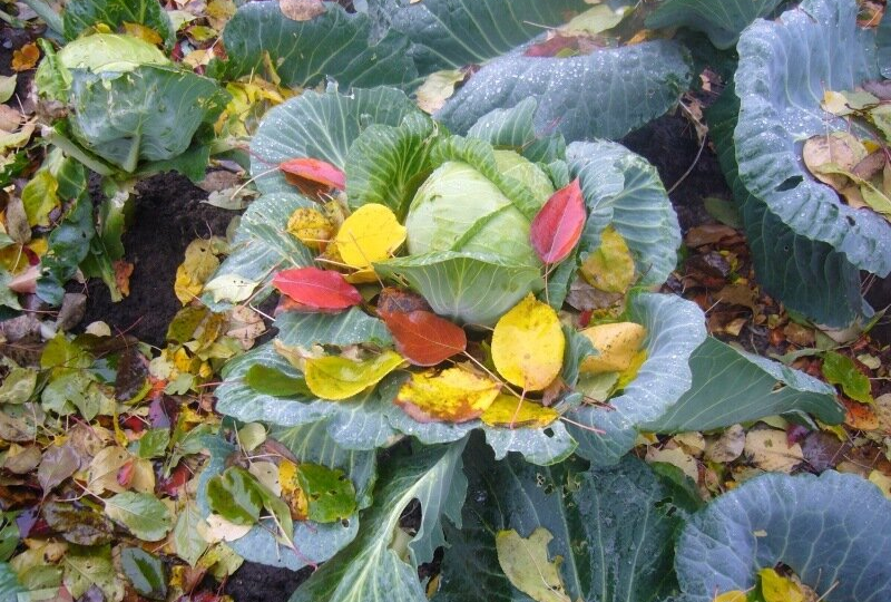 Идеальный срок уборки капусты – как не промахнуться и сохранить урожай до весны