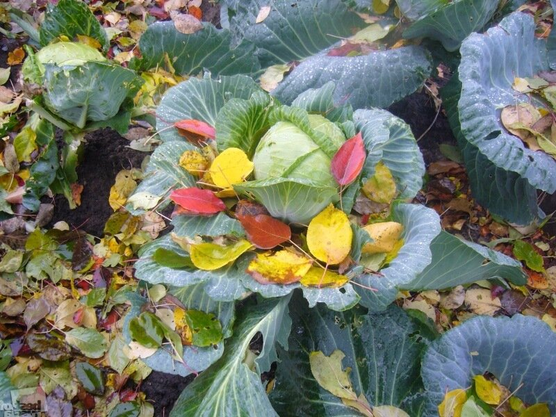 фото не моё но супер!