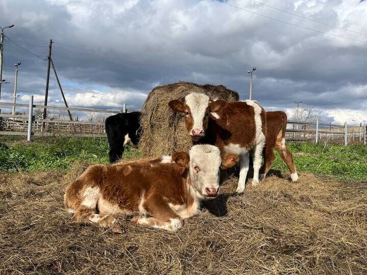     Фото: телеграм-канал председателя Верховного Совета Республики Хакасия Сергея Сокола