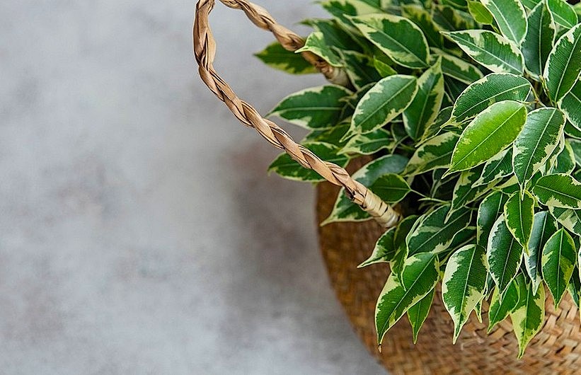 из открытого доступа