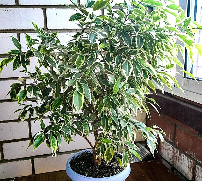 из открытого доступа. 