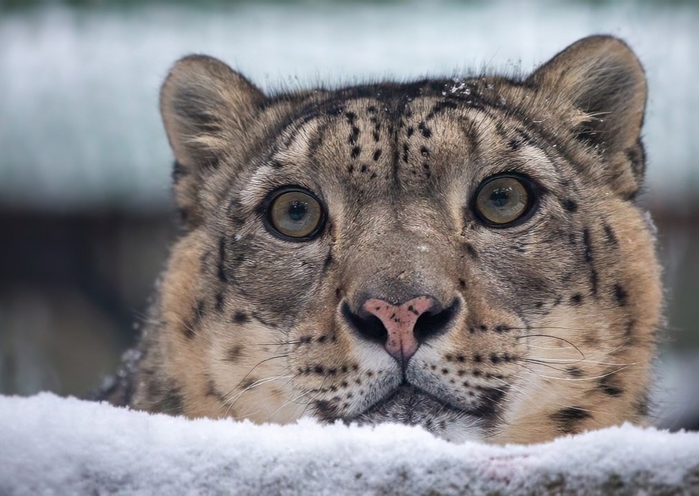    Фото пресс-службы Новосибирского зоопарка