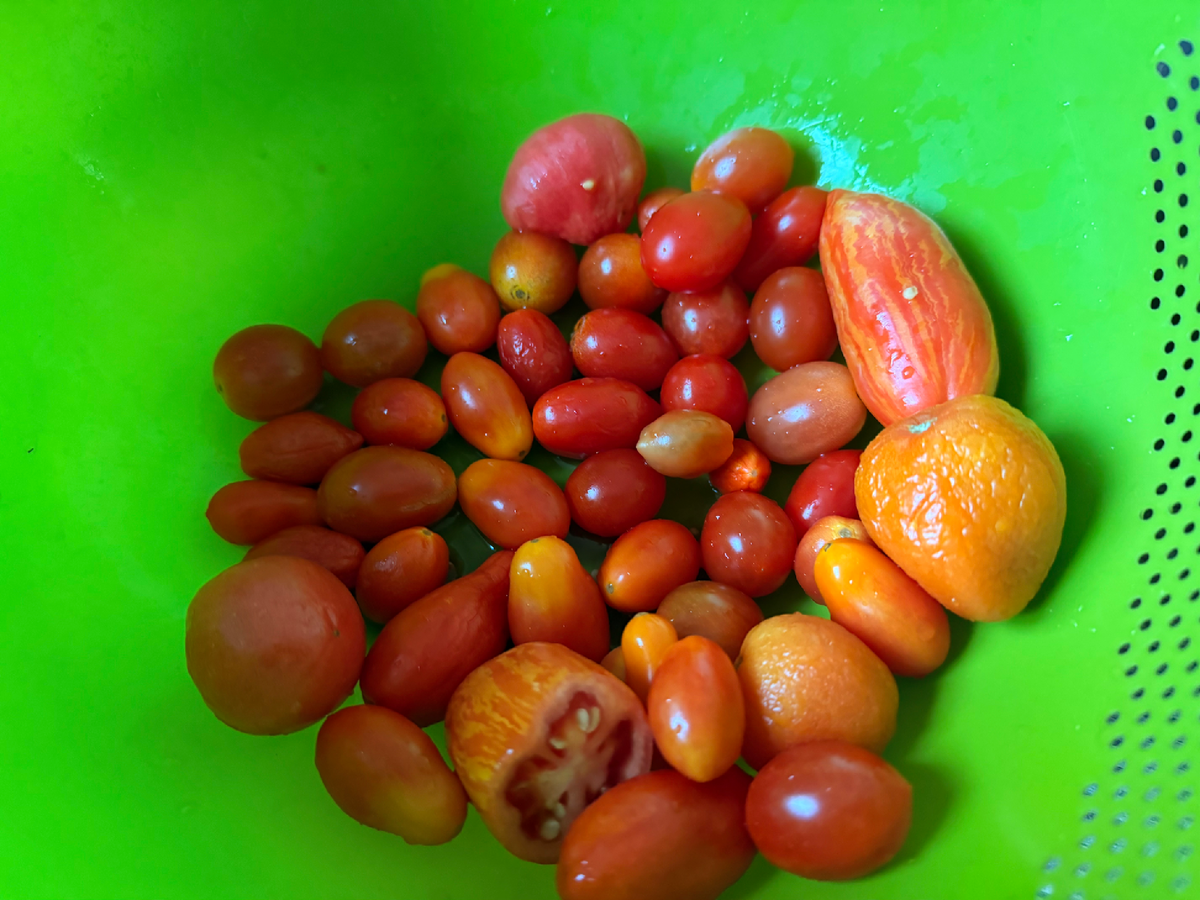 Остатки томатов