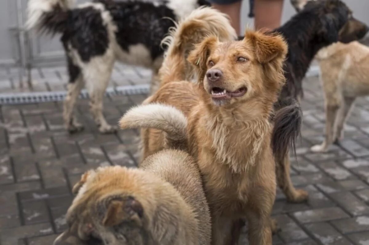    В Копейске завели дело за ненадлежащий отлов бродячих собак