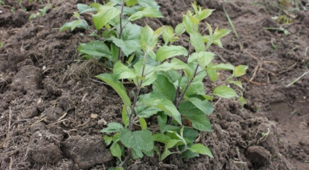 Октябрь — отличное время для удаления поросли в саду: Простой способ избавиться от поросли вишни и сливы