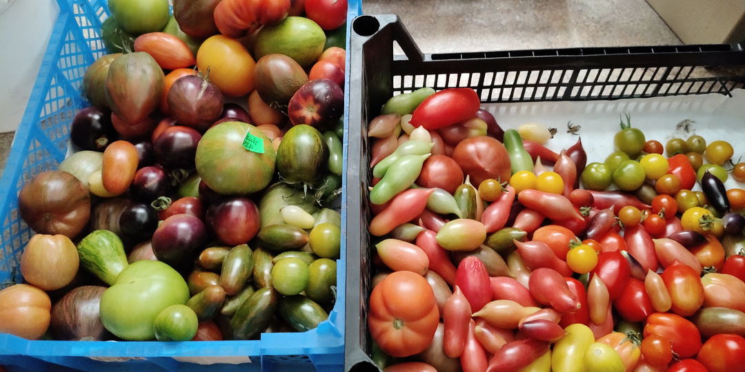 Какие помидоры хорошо хранятся