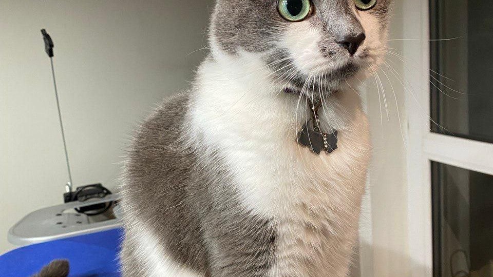 🐾 Тиша: привет от кота, который нашел свой дом... и регулярно пытается его покинуть!