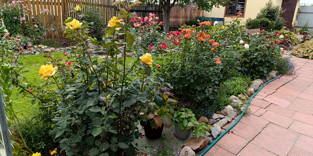 Помогите розам подготовиться к зимовке - перестаньте причинять им добро