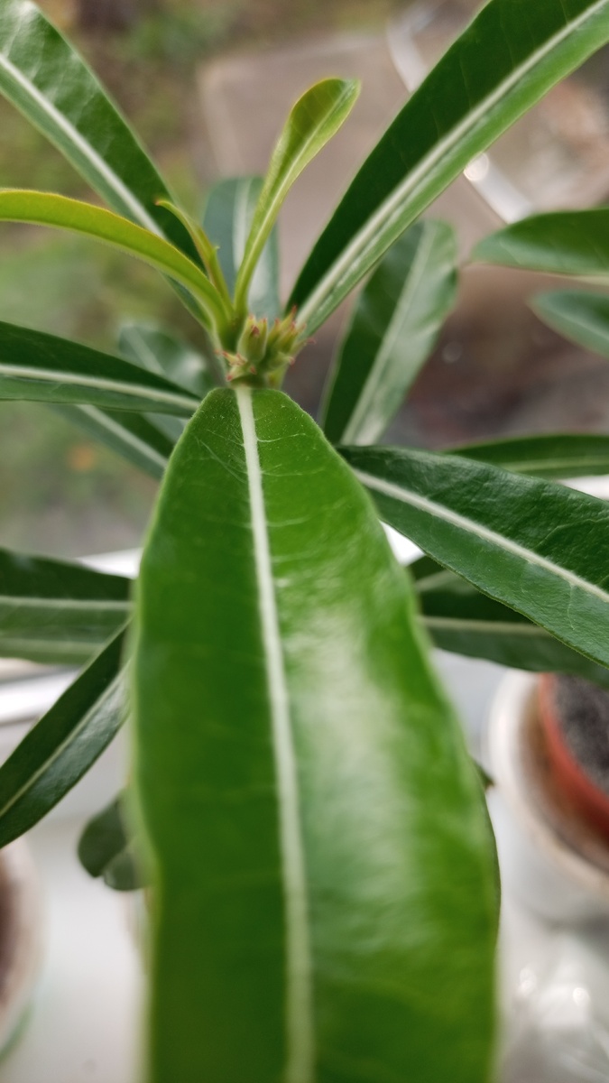 Ждём цветочков