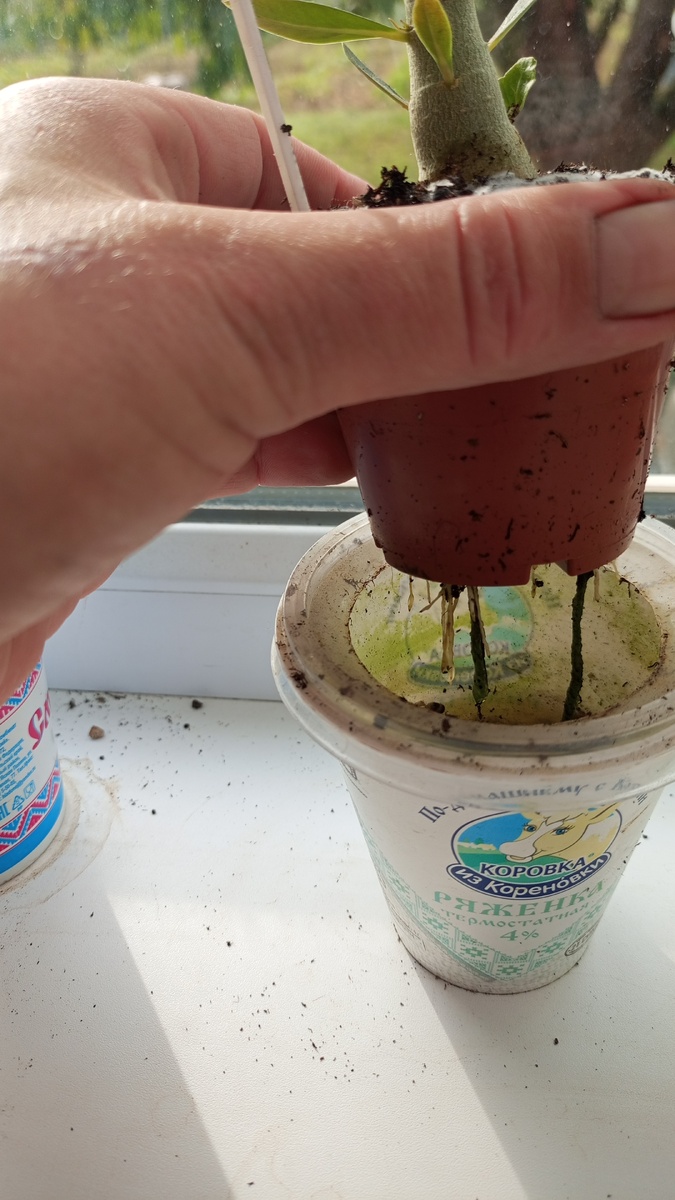 Видны корешки, которые надо обрезать