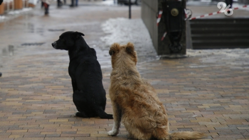      Фото: ИА «Победа26»