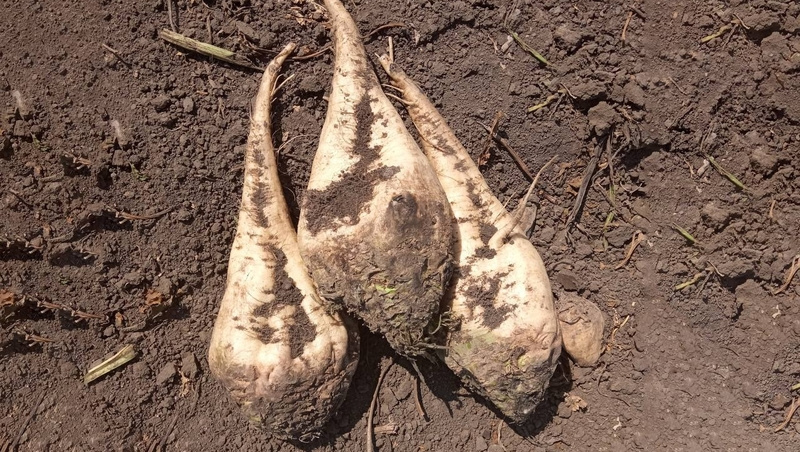      Фото: Минсельхоз Ставропольского края