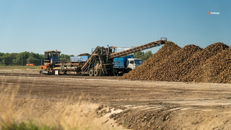    Свёклу принимает завод в Изобильном. Фото: ИА «Победа26»