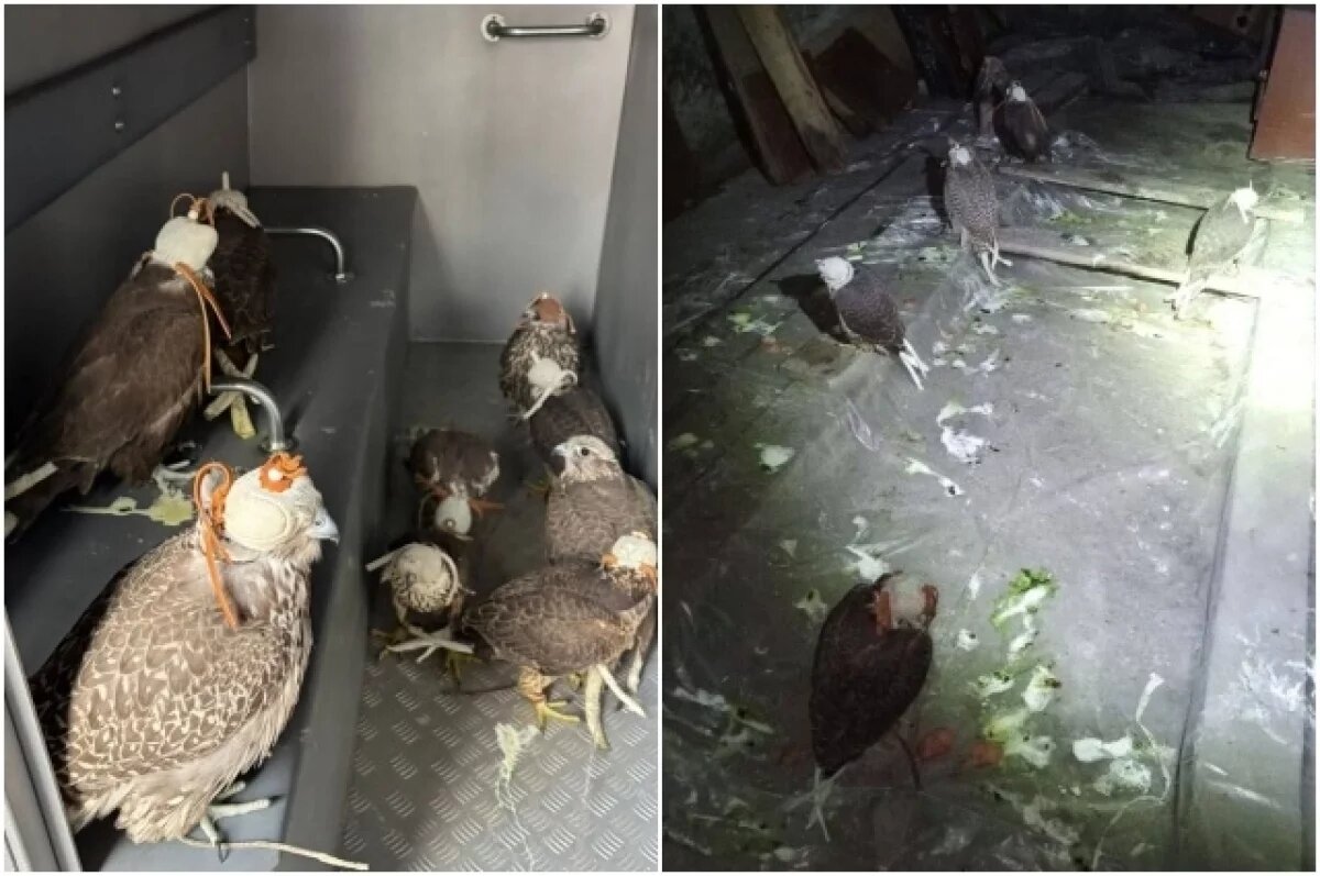    В Омской области задержали браконьеров с краснокнижными соколами