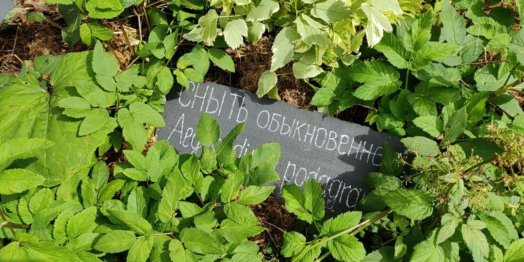 Что сделать осенью, чтобы победить сныть на даче