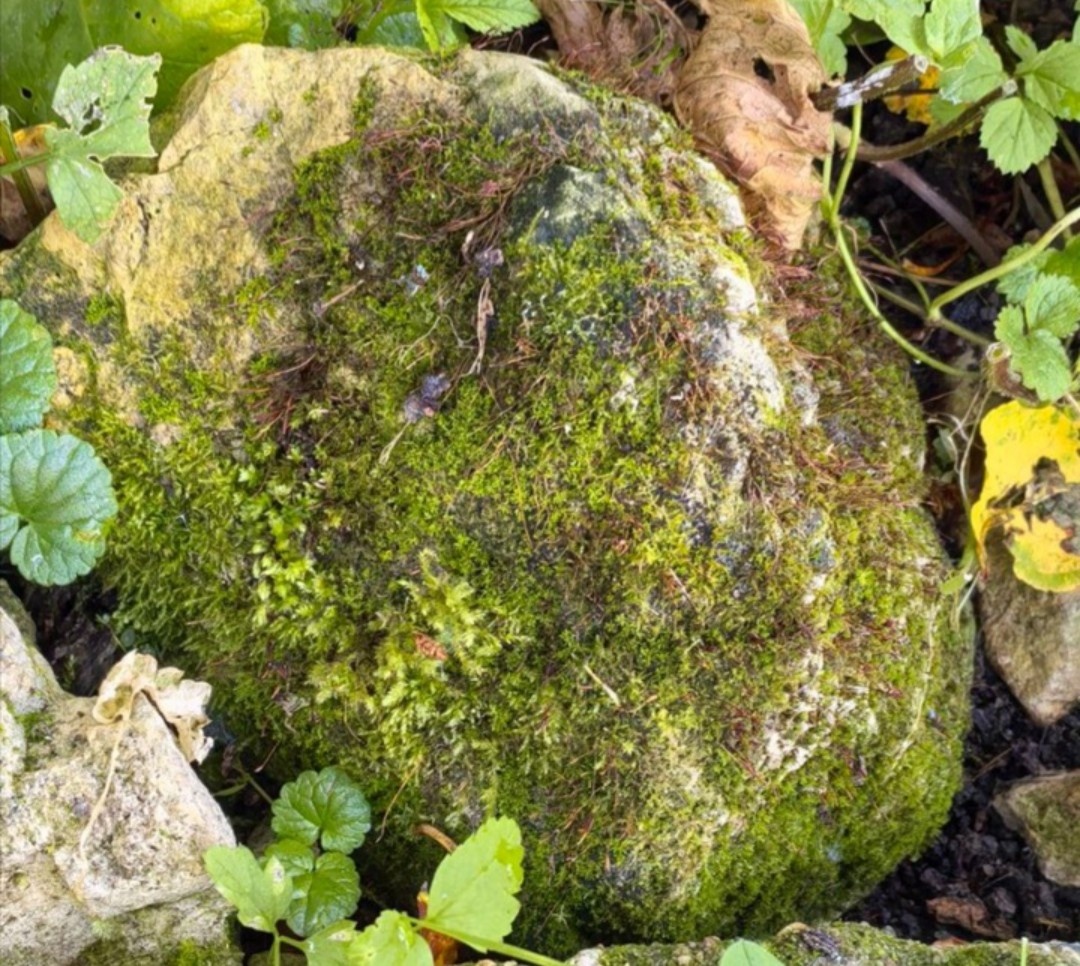 Камни со мхом