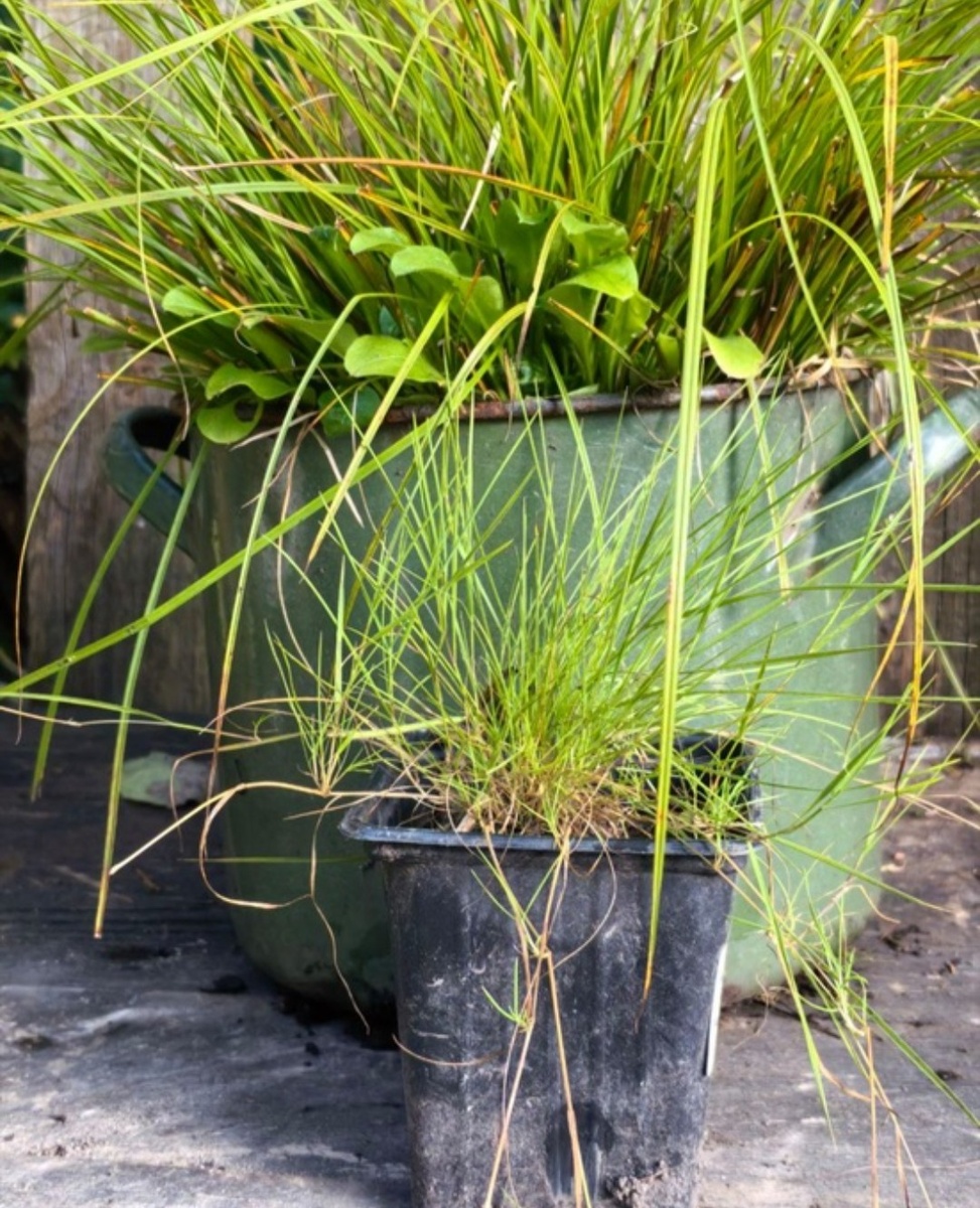 Контейнеры со злаками