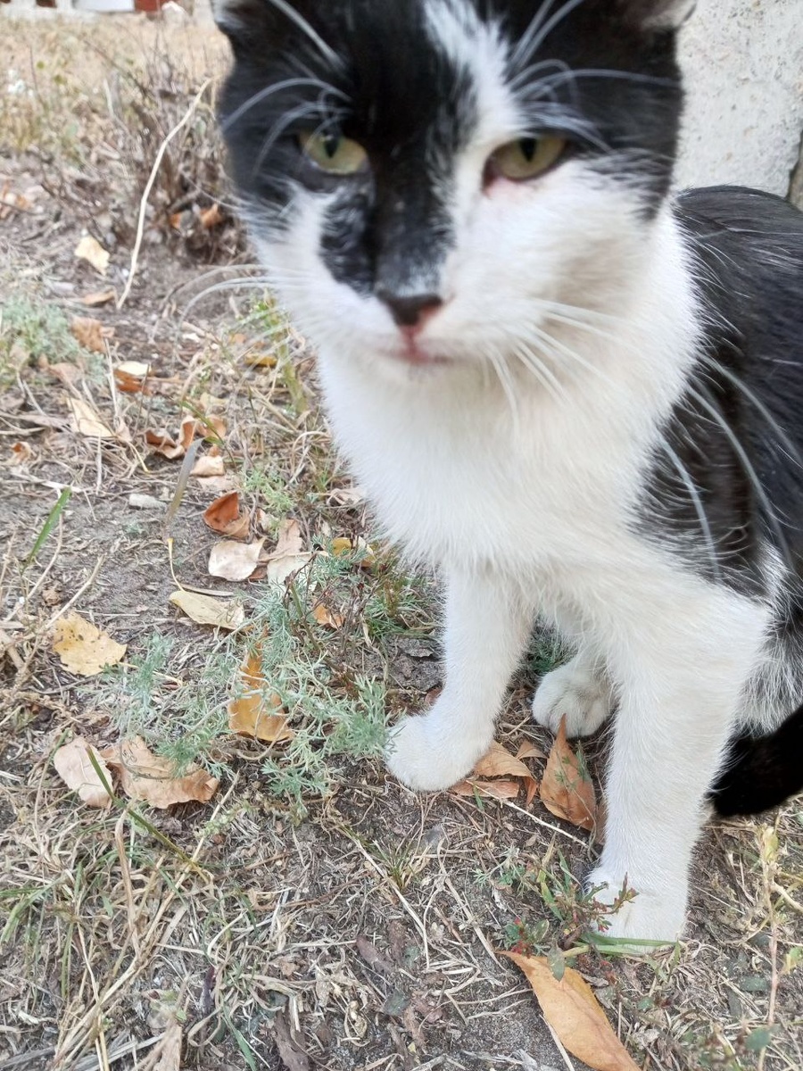 Это прототип Василька котик Мурзик, ищем дом Мурзику.