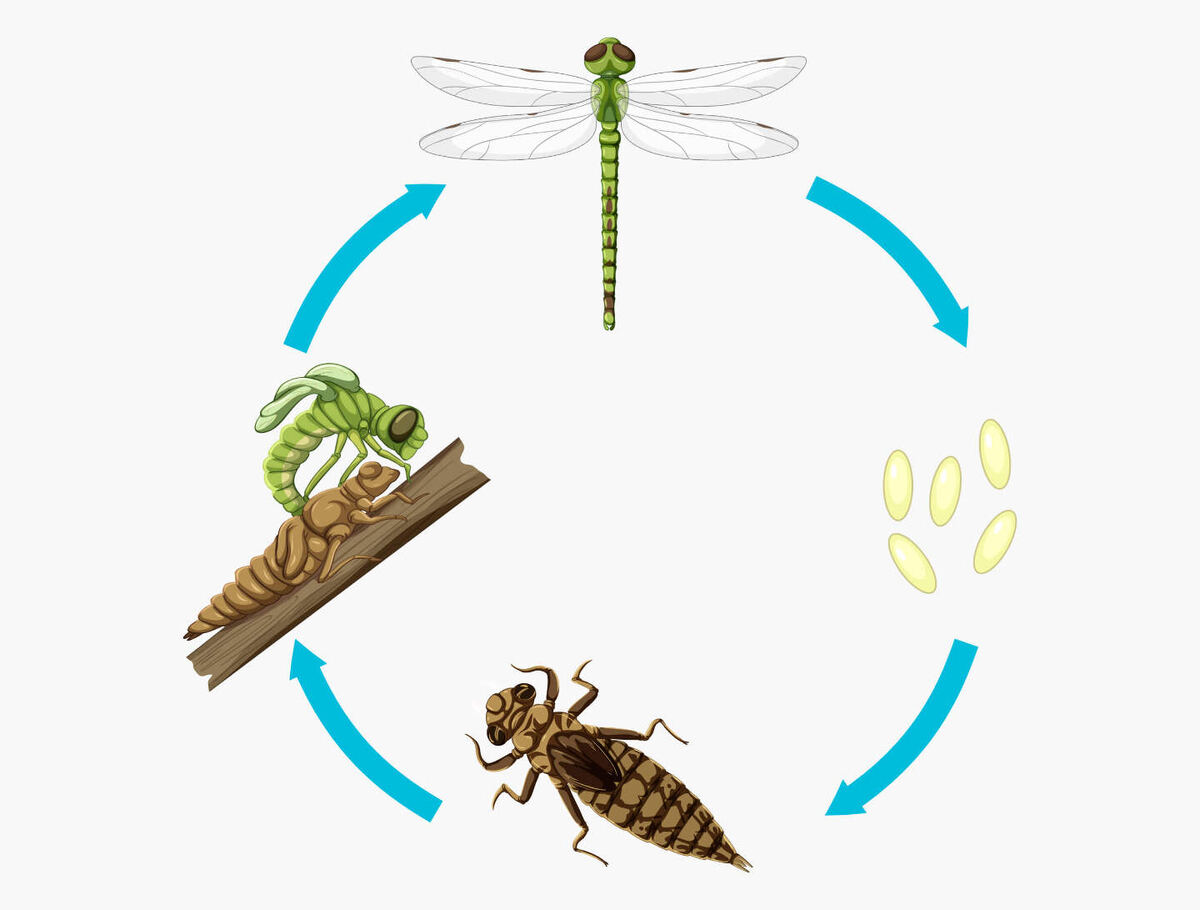     Фото: BlueRingMedia/Shutterstock/FOTODOM Жизненный цикл стрекозы включает откладывание яиц в воду, развитие личинок в воде от нескольких месяцев до лет, и превращение личинки во взрослую стрекозу, которая живет от нескольких недель до месяцев