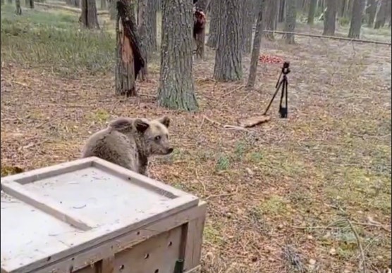    Фото: министерство природных ресурсов Пермского края Полина Анкушина