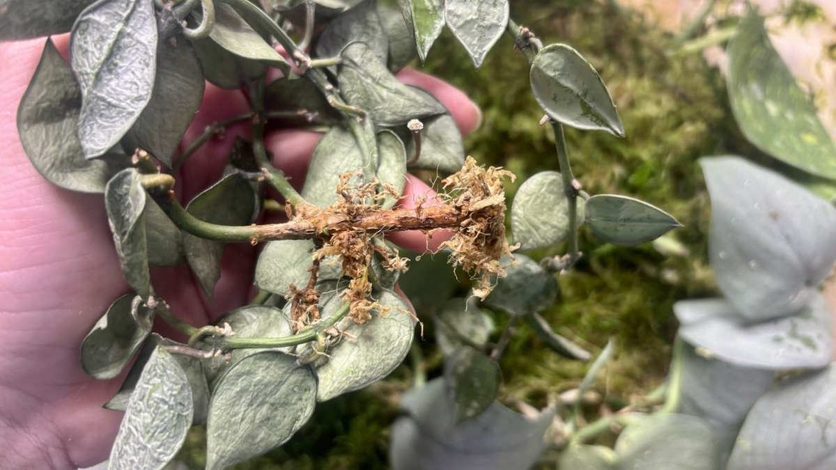 Остатки корней