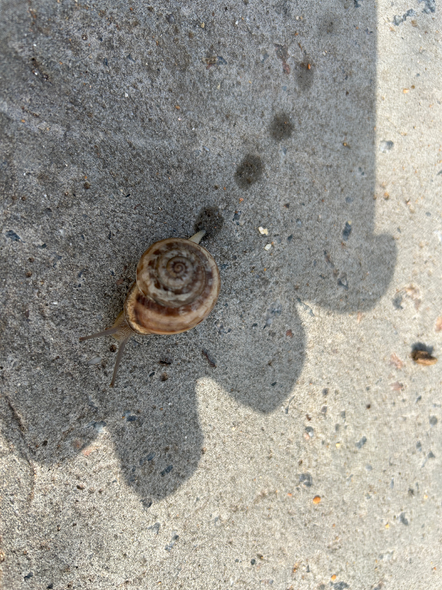 Улитка после дождя в Щёлкино