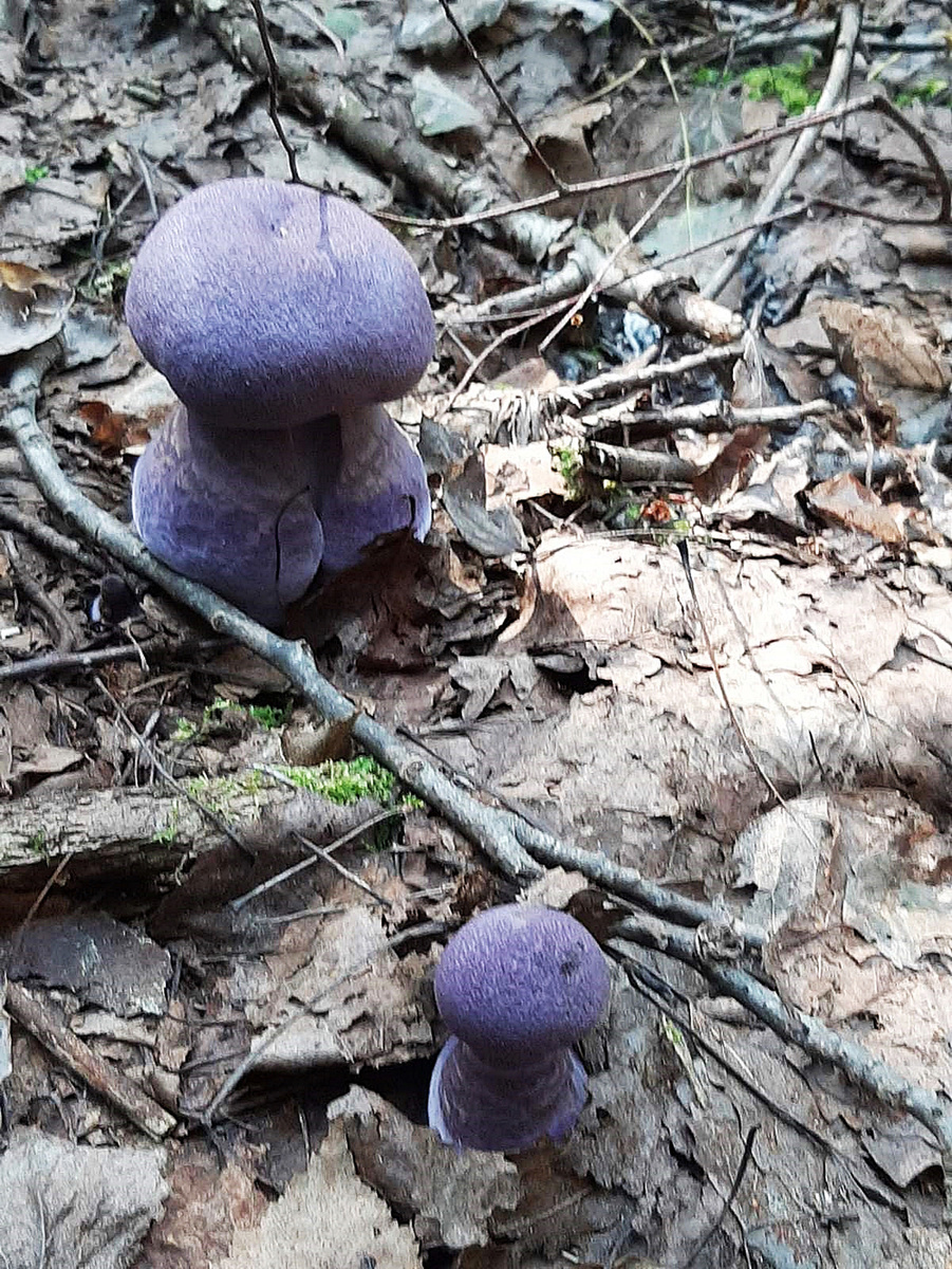    Фото: АиФ/ Фото автора