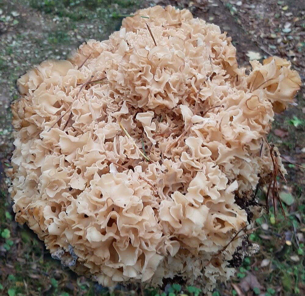    Фото: АиФ/ Фото автора