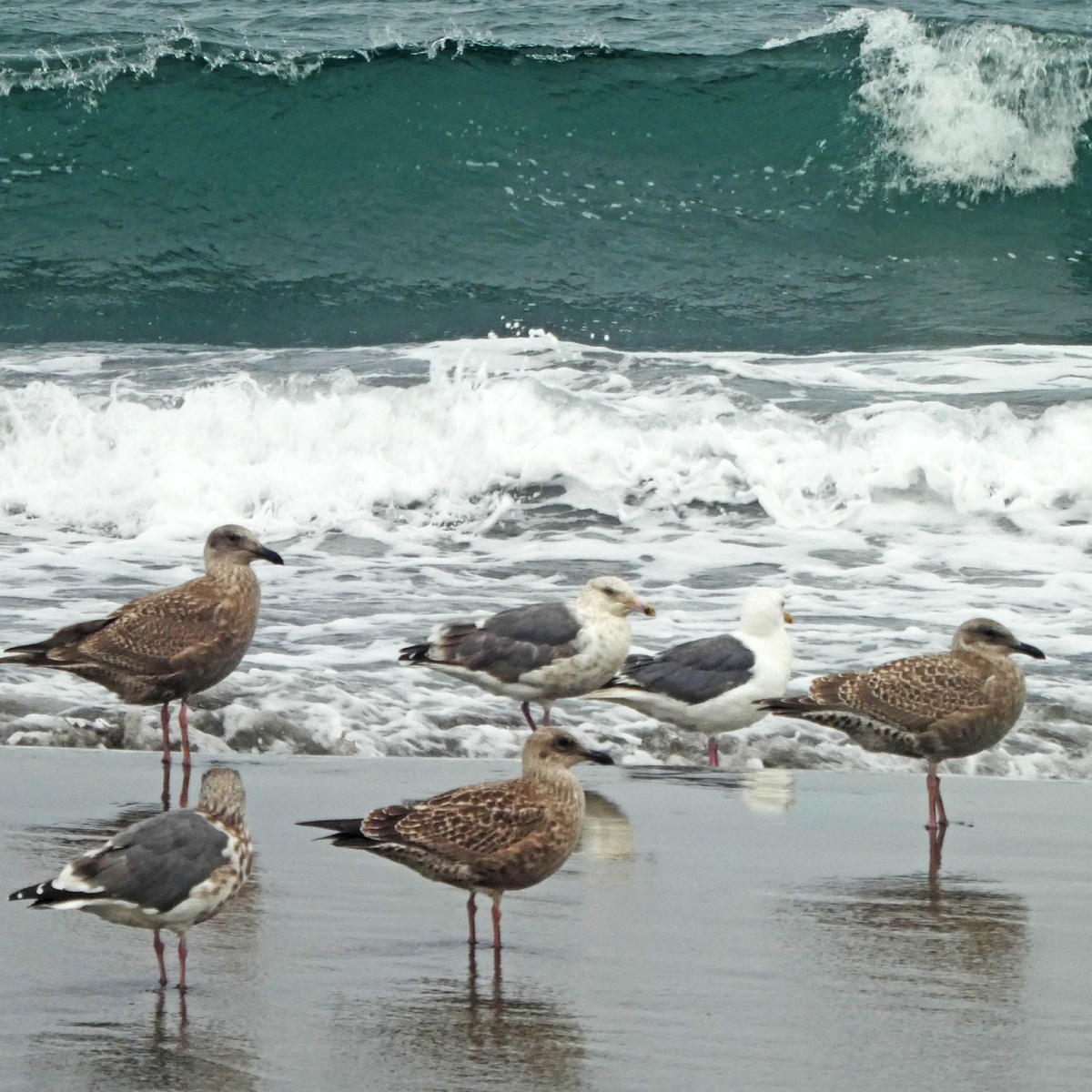 Мастер-класс по стрессоустойчивости от курильских чаек. Фото автора.