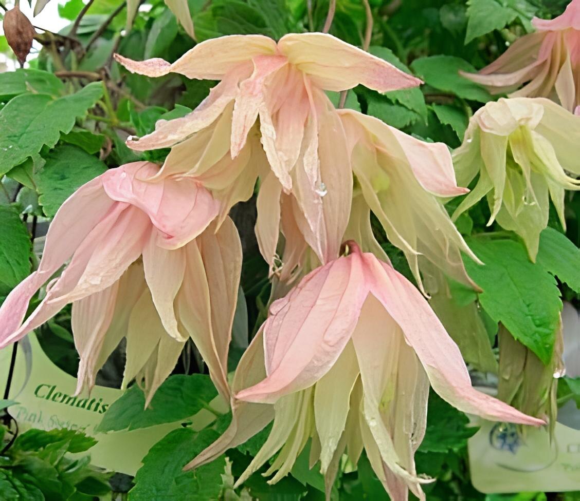 Фото: княжик Пинк Свинг