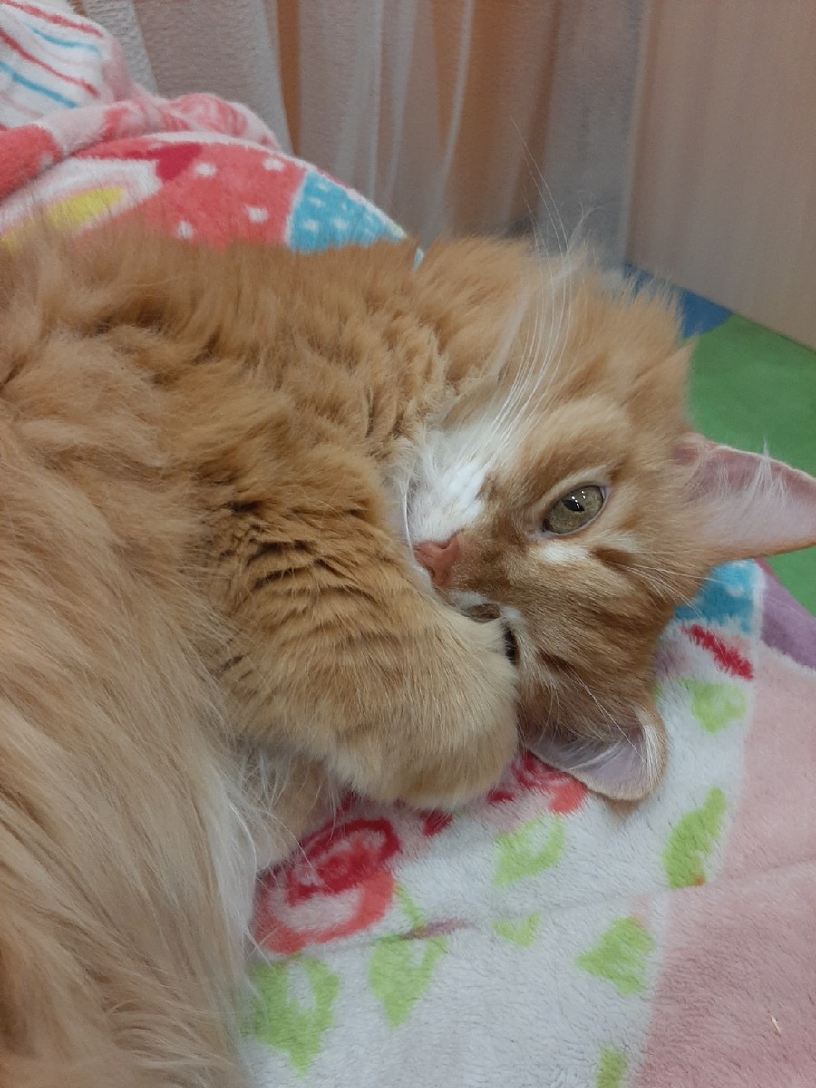    Зачем кошка закрывает морду лапкой во время сна? Основные причины