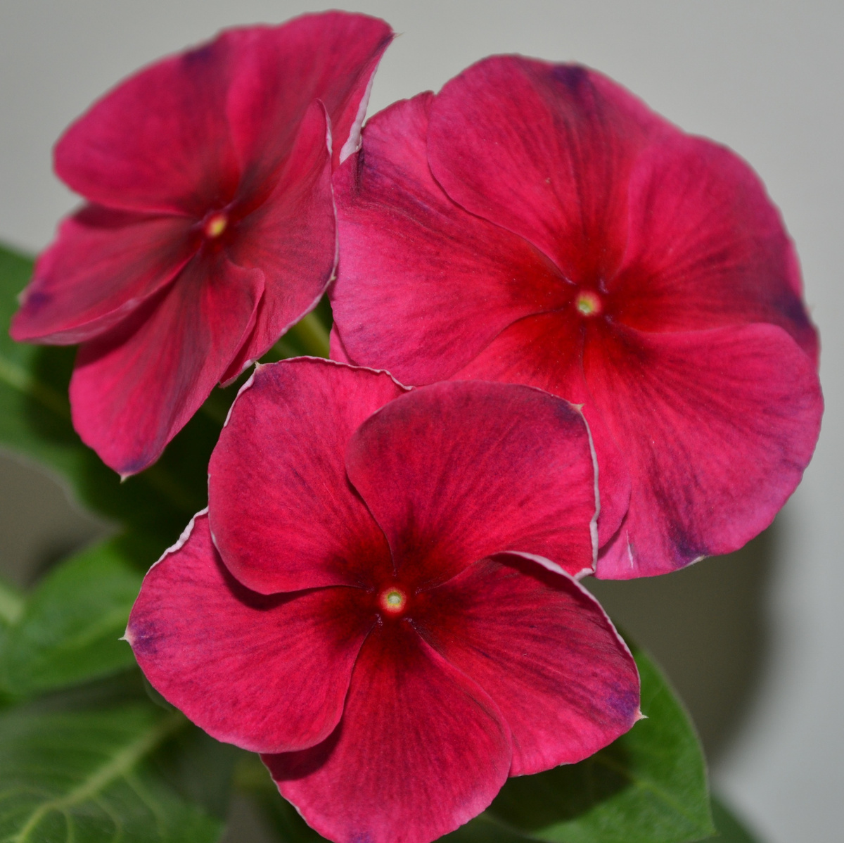 Тату блэк черри