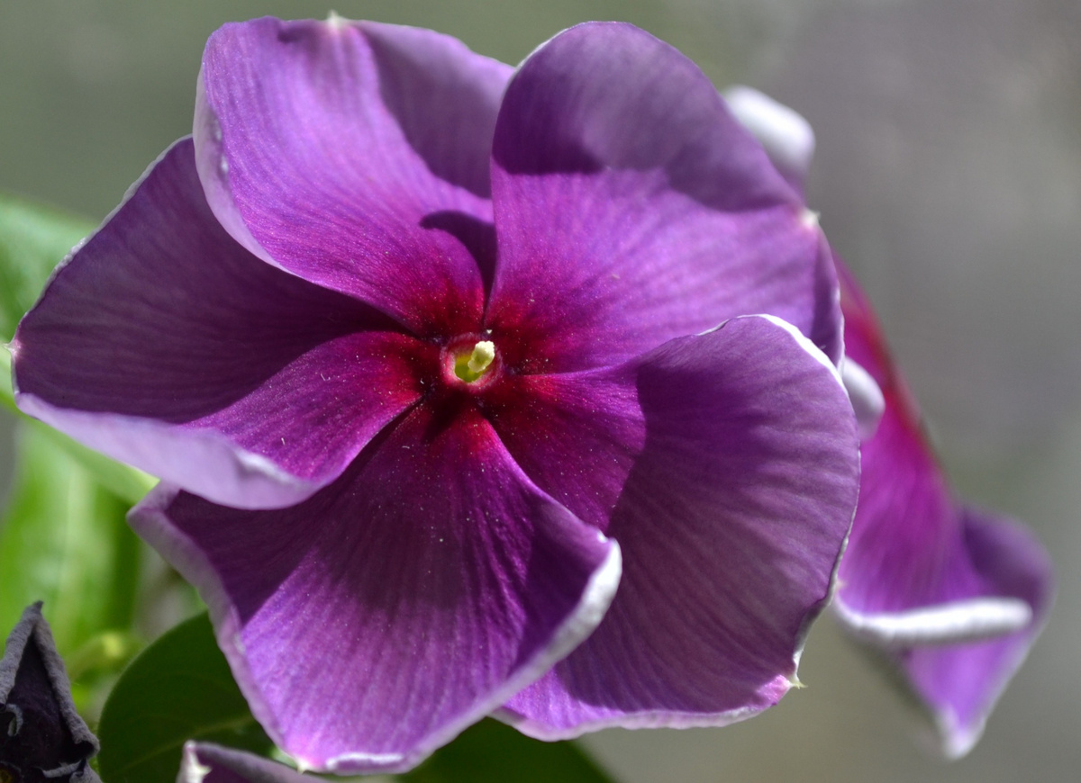 Блэкберри джем