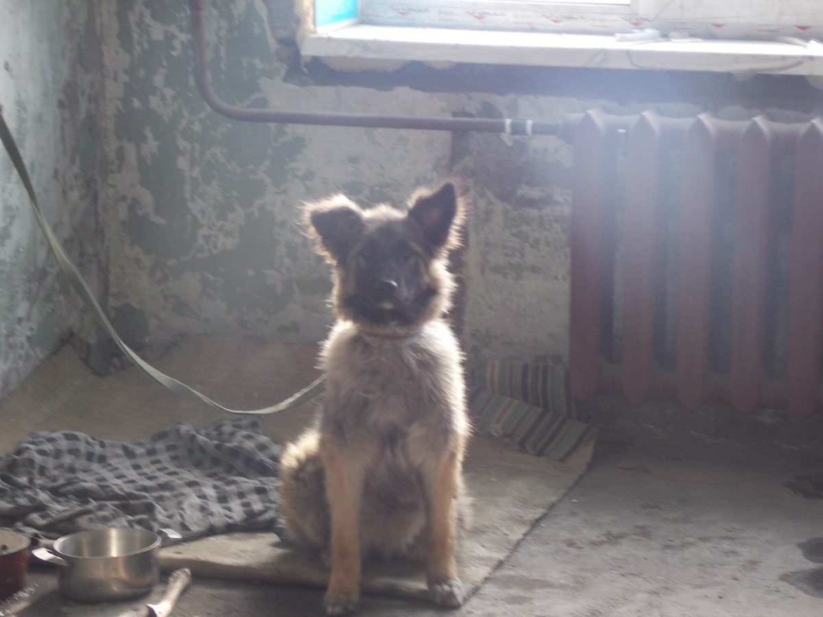 Такой была Каштанка, когда мы впервые увидели её...