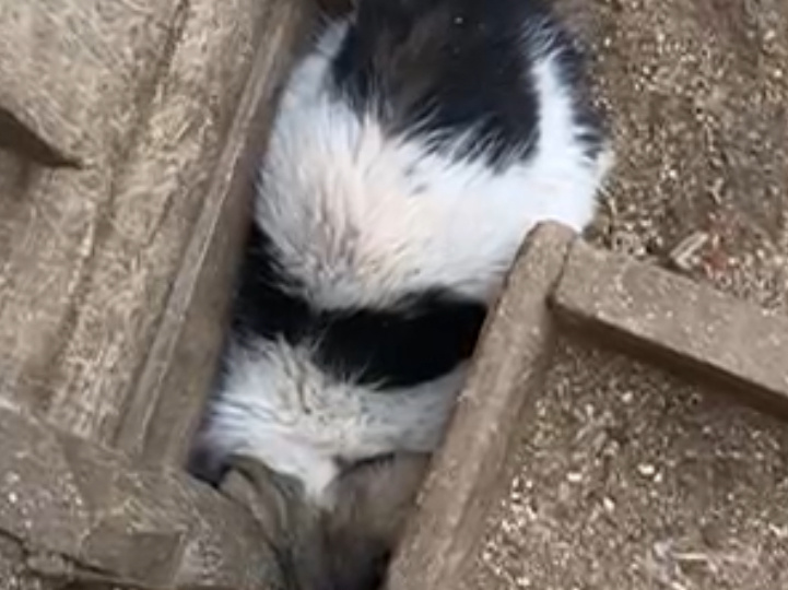 Они жмутся друг к другу, чтобы выжить в ППБЖ Якутска 🥺