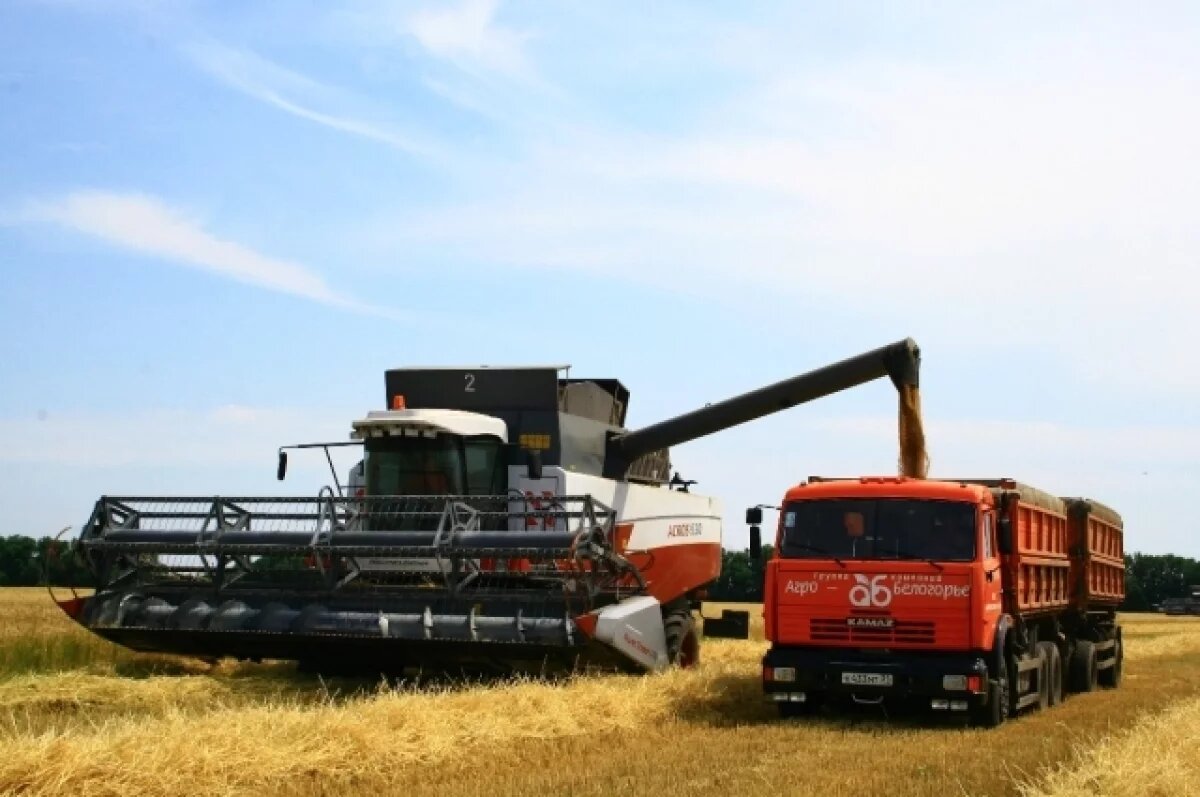    Урожайность зерновых в России в этом году выросла на 10%